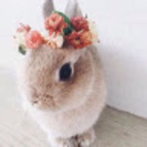 Meet your Posher, Sophie